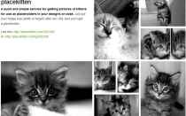 网页设计必备！Placekitten 超萌小猫图片占位图制作