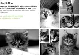 网页设计必备！Placekitten 超萌小猫图片占位图制作